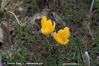 Flora-Krokus-20090329-84.jpg