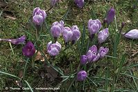 Flora-Krokus-20090329-85.jpg