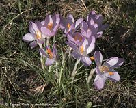 Dateiname=Flora-Krokus-20100322-021.jpg
Dateigröße=299KB
Abmessungen: 720x573
hinzugefügt am: 05. April 2014 Flora-Krokus-20100322-021.jpg