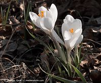 Dateiname=Flora-Krokus-20100322-024.jpg
Dateigröße=209KB
Abmessungen: 720x589
hinzugefügt am: 05. April 2014 Flora-Krokus-20100322-024.jpg