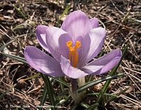 Dateiname=Flora-Krokus-20100322-025.jpg
Dateigröße=243KB
Abmessungen: 720x563
hinzugefügt am: 05. April 2014 Flora-Krokus-20100322-025.jpg