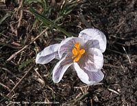 Flora-Krokus-20100325-037.jpg