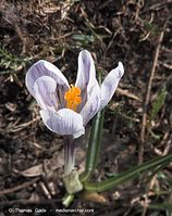Flora-Krokus-20100325-038.jpg