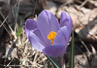 Dateiname=Flora-Krokus-20110320-10.jpg
Dateigröße=147KB
Abmessungen: 720x509
hinzugefügt am: 05. April 2014 Flora-Krokus-20110320-10.jpg
