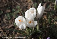 Dateiname=Flora-Krokus-20110326-005.jpg
Dateigröße=139KB
Abmessungen: 720x492
hinzugefügt am: 05. April 2014 Flora-Krokus-20110326-005.jpg