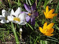 Dateiname=Flora-Krokus-20110409-012.jpg
Dateigröße=265KB
Abmessungen: 720x541
hinzugefügt am: 05. April 2014 Flora-Krokus-20110409-012.jpg