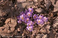 Dateiname=Flora-Krokus-20120304-147.jpg
Dateigröße=221KB
Abmessungen: 720x478
hinzugefügt am: 05. April 2014 Flora-Krokus-20120304-147.jpg