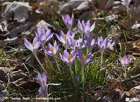 Flora-Krokus-20120311-100.jpg