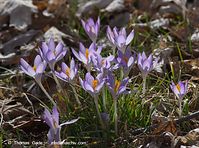 Flora-Krokus-20120311-101.jpg
