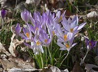 Flora-Krokus-20120311-102.jpg