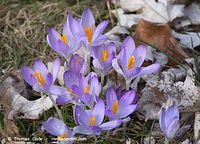 Flora-Krokus-20120311-104.jpg