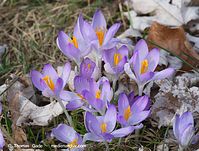 Flora-Krokus-20120311-105.jpg