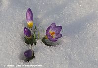 Flora-Krokus-20130314-126.jpg