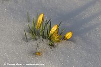 Flora-Krokus-20130314-127.jpg
