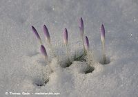 Flora-Krokus-20130314-145.jpg