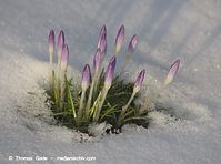 Flora-Krokus-20130314-146.jpg