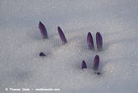 Flora-Krokus-20130314-147.jpg