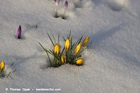 Flora-Krokus-20130314-149.jpg