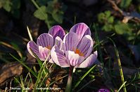 Flora-Krokusse-20140225-077.jpg