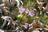 Dateiname=Flora-Krokusse-20140303-108.jpg
Dateigröße=298KB
Abmessungen: 720x481
hinzugefügt am: 05. April 2014 Flora-Krokusse-20140303-108.jpg
