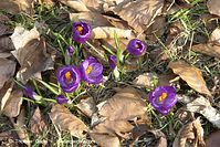 Dateiname=Flora-Krokusse-20140303-109.jpg
Dateigröße=296KB
Abmessungen: 720x481
hinzugefügt am: 05. April 2014 Flora-Krokusse-20140303-109.jpg