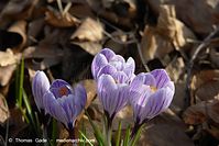 Dateiname=Flora-Krokusse-20140303-111.jpg
Dateigröße=156KB
Abmessungen: 720x481
hinzugefügt am: 05. April 2014 Flora-Krokusse-20140303-111.jpg