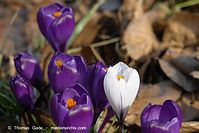 Dateiname=Flora-Krokusse-20140303-114.jpg
Dateigröße=142KB
Abmessungen: 720x481
hinzugefügt am: 05. April 2014 Flora-Krokusse-20140303-114.jpg