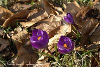 Dateiname=Flora-Krokusse-20140303-115.jpg
Dateigröße=201KB
Abmessungen: 720x481
hinzugefügt am: 05. April 2014 Flora-Krokusse-20140303-115.jpg