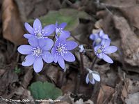 Dateiname=Flora-Leberbluemchen-20100404-020.jpg
Dateigröße=164KB
Abmessungen: 720x537
hinzugefügt am: 05. April 2014 Flora-Leberbluemchen-20100404-020.jpg