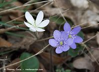 Dateiname=Flora-Leberbluemchen-20100404-022.jpg
Dateigröße=147KB
Abmessungen: 720x524
hinzugefügt am: 05. April 2014 Flora-Leberbluemchen-20100404-022.jpg