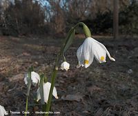 Dateiname=Flora-Maerzbecher-20100322-017.jpg
Dateigröße=161KB
Abmessungen: 720x606
hinzugefügt am: 05. April 2014 Flora-Maerzbecher-20100322-017.jpg