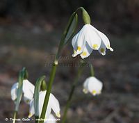 Dateiname=Flora-Maerzbecher-20100322-019.jpg
Dateigröße=126KB
Abmessungen: 720x639
hinzugefügt am: 05. April 2014 Flora-Maerzbecher-20100322-019.jpg