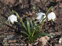 Dateiname=Flora-Maerzenbecher-20110320-12.jpg
Dateigröße=191KB
Abmessungen: 720x530
hinzugefügt am: 05. April 2014 Flora-Maerzenbecher-20110320-12.jpg
