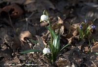 Dateiname=Flora-Maerzenbecher-20110326-003.jpg
Dateigröße=147KB
Abmessungen: 720x497
hinzugefügt am: 05. April 2014 Flora-Maerzenbecher-20110326-003.jpg