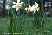 Dateiname=Flora-Osterglocke-20020420-002.jpg
Dateigröße=164KB
Abmessungen: 720x485
hinzugefügt am: 05. April 2014 Flora-Osterglocke-20020420-002.jpg