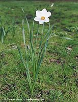 Dateiname=Flora-Osterglocke-20020420-003.jpg
Dateigröße=280KB
Abmessungen: 552x720
hinzugefügt am: 05. April 2014 Flora-Osterglocke-20020420-003.jpg