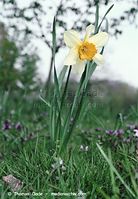 Dateiname=Flora-Osterglocke-20020420-004.jpg
Dateigröße=184KB
Abmessungen: 500x720
hinzugefügt am: 05. April 2014 Flora-Osterglocke-20020420-004.jpg