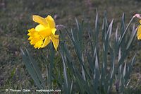 Dateiname=Flora-Osterglocke-20050403-66.jpg
Dateigröße=152KB
Abmessungen: 720x480
hinzugefügt am: 05. April 2014 Flora-Osterglocke-20050403-66.jpg