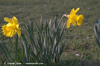 Dateiname=Flora-Osterglocke-20050403-67.jpg
Dateigröße=161KB
Abmessungen: 720x480
hinzugefügt am: 05. April 2014 Flora-Osterglocke-20050403-67.jpg