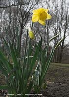 Dateiname=Flora-Osterglocke-20090329-19.jpg
Dateigröße=188KB
Abmessungen: 509x720
hinzugefügt am: 05. April 2014 Flora-Osterglocke-20090329-19.jpg
