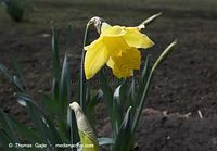Dateiname=Flora-Osterglocke-20090329-21.jpg
Dateigröße=128KB
Abmessungen: 720x502
hinzugefügt am: 05. April 2014 Flora-Osterglocke-20090329-21.jpg