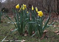 Dateiname=Flora-Osterglocke-20090329-22.jpg
Dateigröße=259KB
Abmessungen: 720x523
hinzugefügt am: 05. April 2014 Flora-Osterglocke-20090329-22.jpg