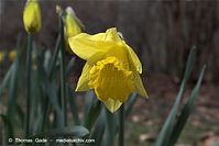 Flora-Osterglocke-20090329-24.jpg