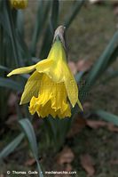 Flora-Osterglocke-20090329-25.jpg