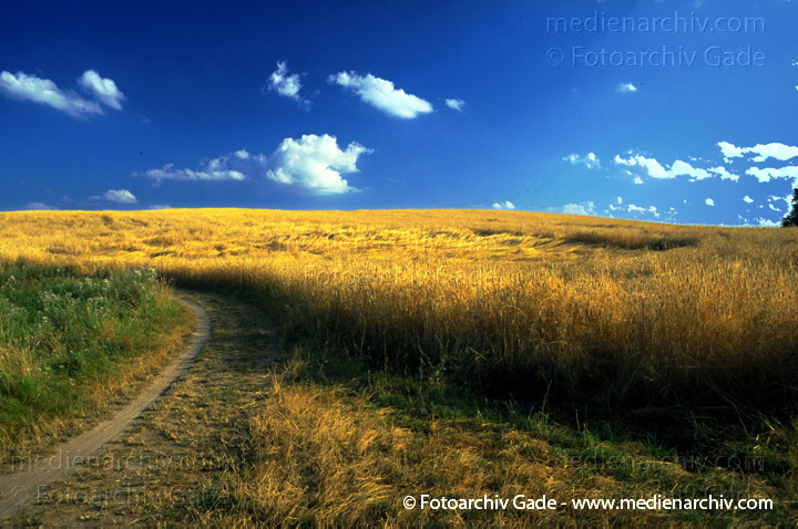 Getreidefeld
199x.  Brandenburg. Thomsdorf. Flora. Pflanzen. Getreide auf einem Feld.
Schlüsselwörter: 199-;Brandenburg;Feld;Flora;Getreide;Landwirtschaft;Natur;Pflanzen;plants