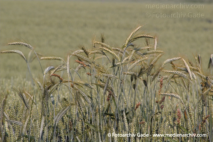 Getreidefeld. Gerste (Hordeum vulgare)
25.  6. 2006. Brandenburg. Uckermark. Flora. Pflanzen. Süßgras. Süßgräser. Getreide. Landwirtschaft. Feld. Gerste
Schlüsselwörter: 2006;Brandenburg;Feld;Flora;Gerste;Getreide;Hordeum vulgare;Korn;Landwirtschaft;Natur;Pflanzen;plants