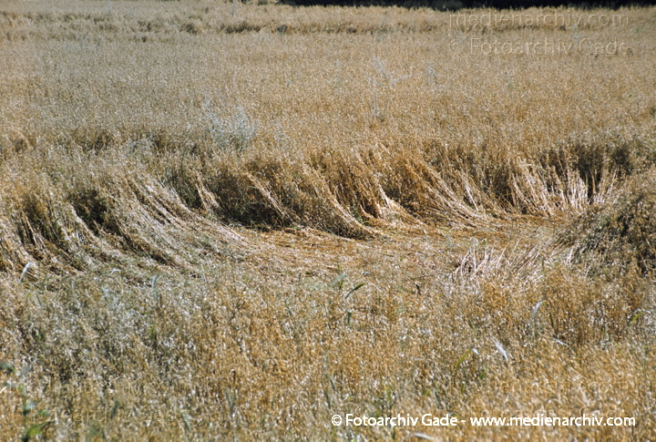 Getreide. Hafer (Avena)
Hafer (Avena spec.  ).  Süssgräser (Poaceae).
Schlüsselwörter: 2007;Avena;Feld;Flora;Getreide;Hafer;Landwirtschaft;Natur;Pflanzen;plants