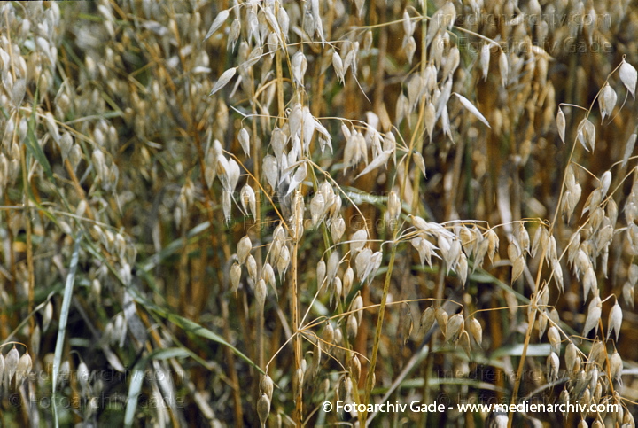 Getreide. Hafer (Avena)
Hafer (Avena spec.  ).  Süssgräser (Poaceae).
Schlüsselwörter: 2007;Avena;Feld;Flora;Getreide;Hafer;Landwirtschaft;Natur;Pflanzen;plants