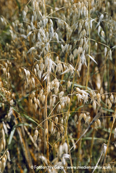 Getreide. Hafer (Avena)
Hafer (Avena spec.  ).  Süssgräser (Poaceae).
Schlüsselwörter: 2007;Avena;Feld;Flora;Getreide;Hafer;Landwirtschaft;Natur;Pflanzen;plants