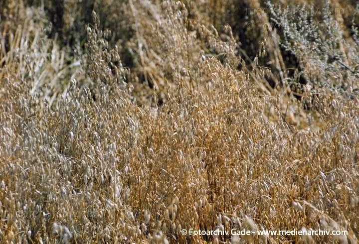 Getreide. Hafer (Avena)
Hafer (Avena spec.  ).  Süssgräser (Poaceae).
Schlüsselwörter: 2007;Avena;Feld;Flora;Getreide;Hafer;Landwirtschaft;Natur;Pflanzen;plants